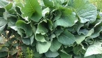 Sukuma wiki Complete guide on how to plant the best sukuma wiki kales in Kenya