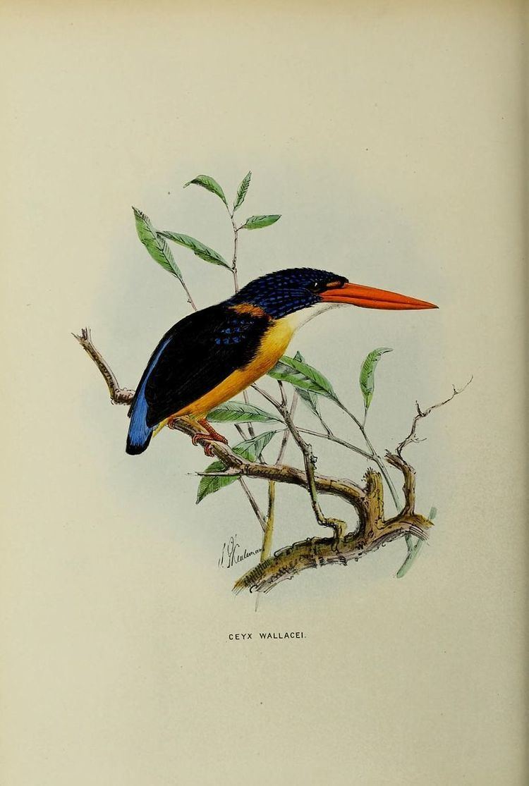 Sula dwarf kingfisher