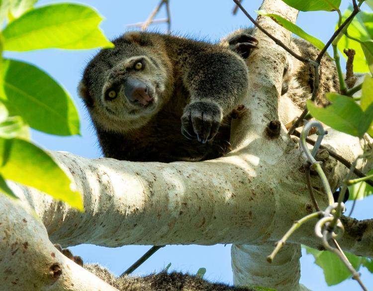 Sulawesi bear cuscus wwwrainforestallianceorgsitesdefaultfilesst