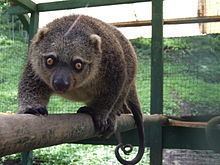 Sulawesi bear cuscus Sulawesi bear cuscus Wikipedia