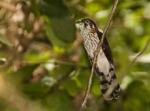 Sulawesi cuckoo wwwtaenoscomimgITISCuculuscrassirostrisSula