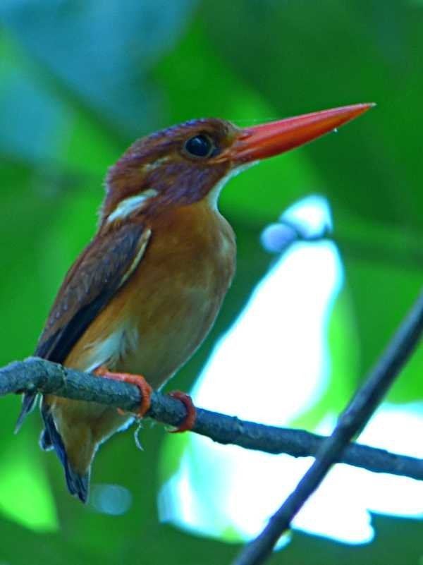 Sulawesi dwarf kingfisher httpsuploadwikimediaorgwikipediacommons11