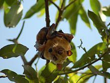 Sulawesi flying fox httpsuploadwikimediaorgwikipediacommonsthu