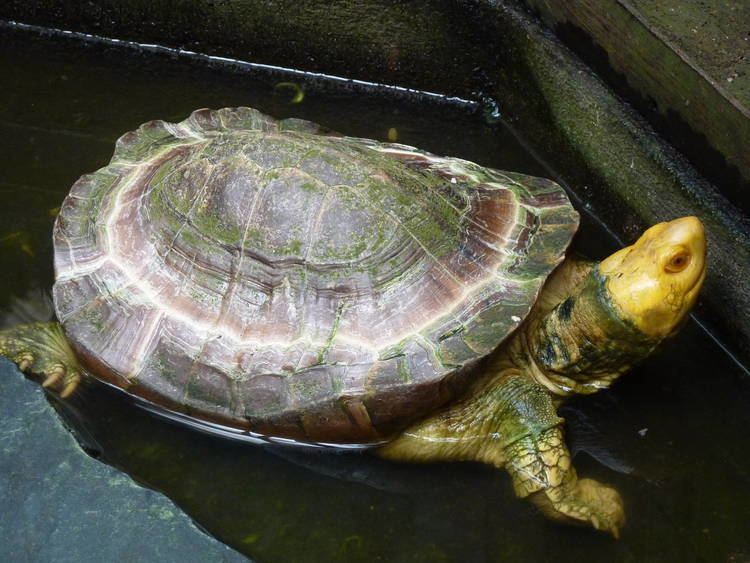 Sulawesi forest turtle - Alchetron, The Free Social Encyclopedia