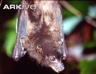 Sulawesi harpy fruit bat cdn1arkiveorgmedia3C3C1390E8A13B4B7EB4B69