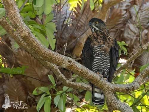 Sulawesi hawk-eagle Sulawesi HawkEagle