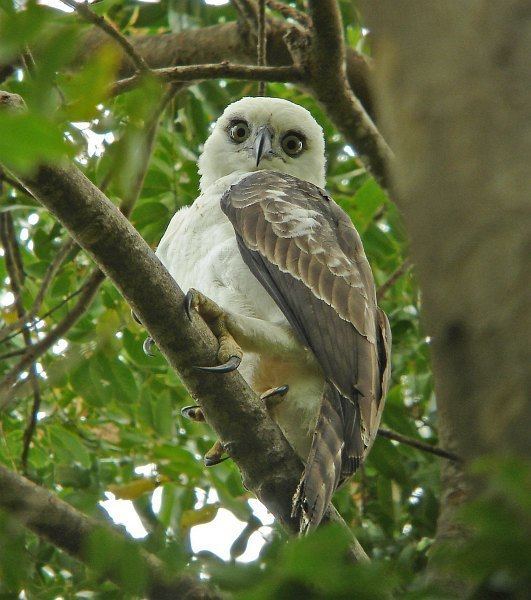 Sulawesi hawk-eagle Oriental Bird Club Image Database Sulawesi Hawk Eagle Nisaetus
