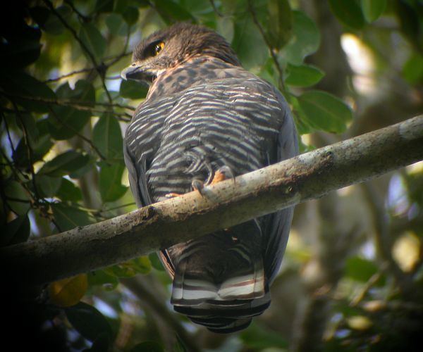 Sulawesi hawk-eagle Oriental Bird Club Image Database Sulawesi Hawk Eagle Nisaetus