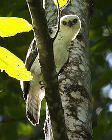 Sulawesi hawk-eagle httpsuploadwikimediaorgwikipediacommonsthu