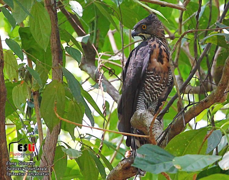 Sulawesi hawk-eagle Sulawesi Hawkeagle Nisaetus lanceolatus Beautiful endemic Eagle