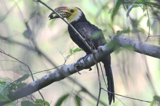 Sulawesi hornbill Sulawesi Hornbill BirdForum Opus
