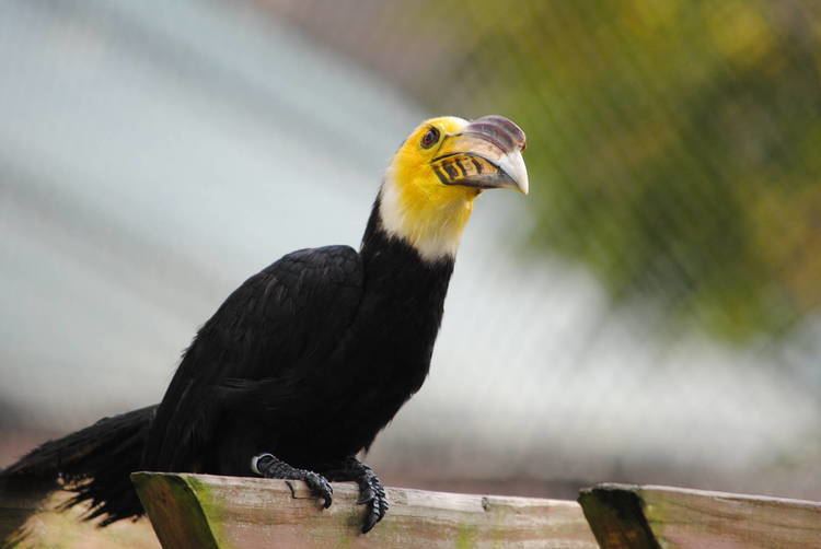 Sulawesi hornbill Sulawesi Hornbill ZooChat