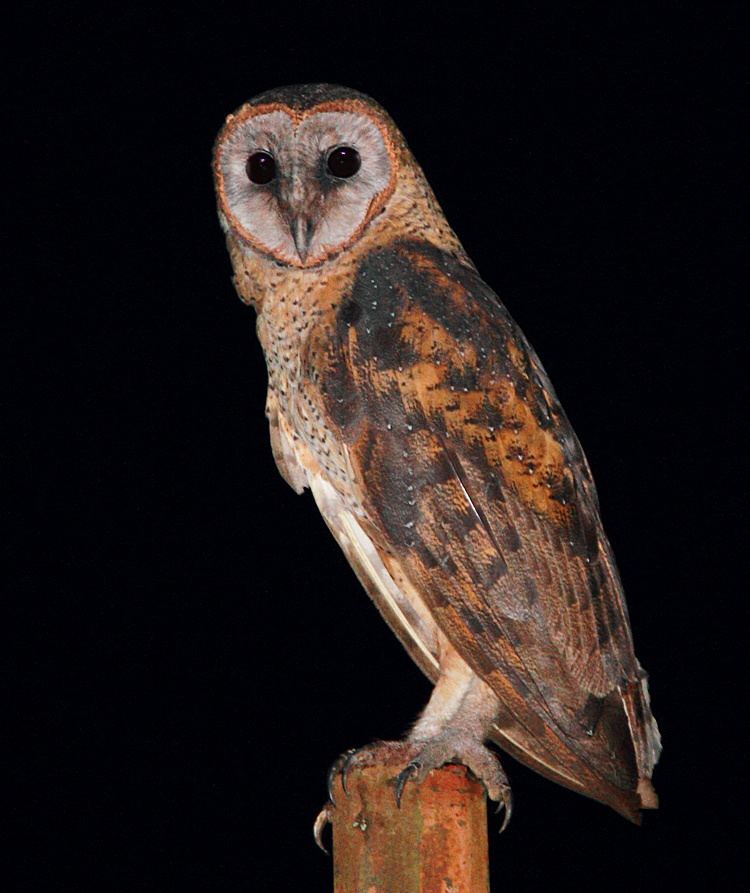 Sulawesi masked owl Sulawesi Masked Owl Tyto rosenbergii Information Pictures