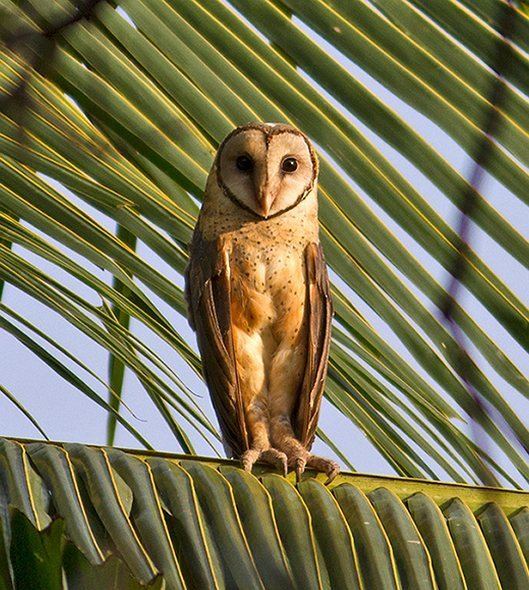 Sulawesi masked owl Oriental Bird Club Image Database Sulawesi Masked Owl Tyto