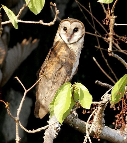 Sulawesi masked owl orientalbirdimagesorgimagesdatasulawesimasked