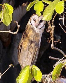 Sulawesi masked owl Sulawesi masked owl Wikipedia