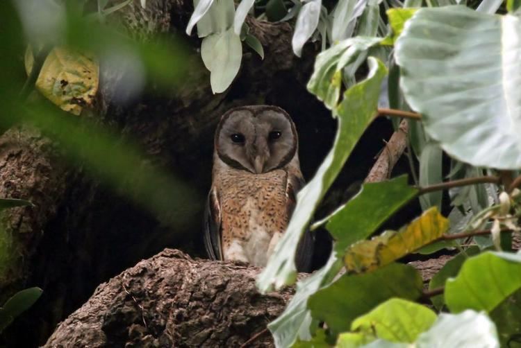 Sulawesi masked owl Sulawesi Maskedowl Tyto rosenbergii videos photos and sound