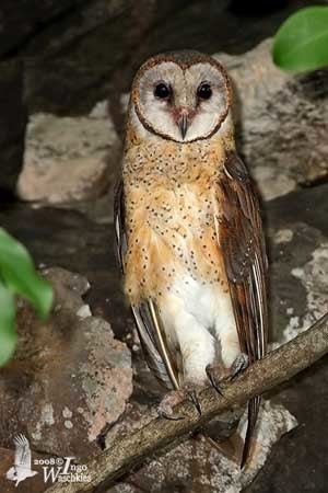 Sulawesi masked owl Sulawesi Masked Owl