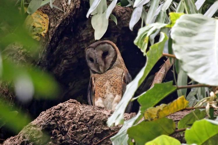 Sulawesi masked owl Sulawesi Maskedowl Tyto rosenbergii videos photos and sound