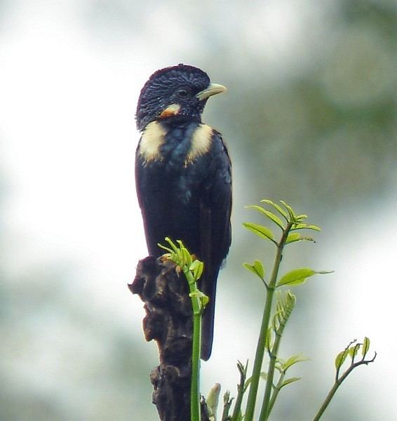 Sulawesi myna orientalbirdimagesorgimagesdatasulawesicreste