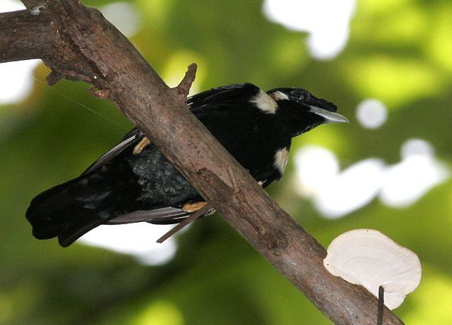 Sulawesi myna Oriental Bird Club Image Database Sulawesi Myna Basilornis