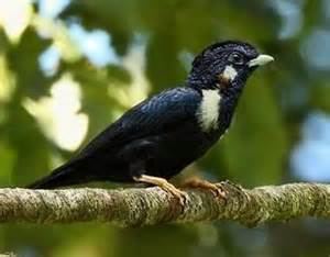 Sulawesi myna More on Basilornis celebensis Sulawesi Myna