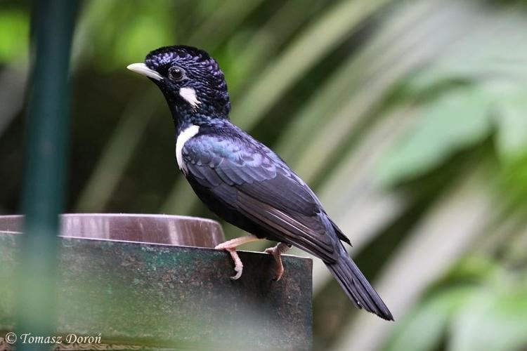 Sulawesi myna Sulawesi Crested Myna Basilornis celebensis videos photos and