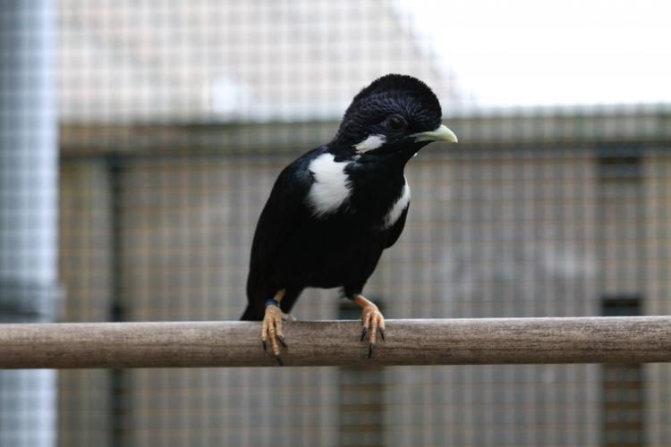 Sulawesi myna Sulawesi Crested Myna Basilornis celebensis videos photos and