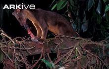 Sulawesi palm civet Sulawesi palm civet videos photos and facts Macrogalidia