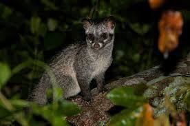 Sulawesi palm civet Sulawesi palm civet View Animal the whole world