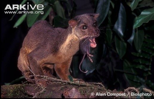 Sulawesi palm civet Sulawesi Palm Civet Macrogalidia Musschenbroekii A civet is a