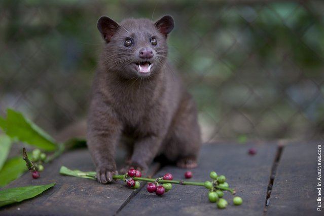 Sulawesi palm civet Kopi Luwak vs Asian Palm Civet