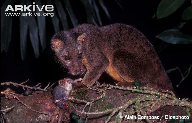 Sulawesi palm civet Sulawesi palm civet photo Macrogalidia musschenbroekii G107490