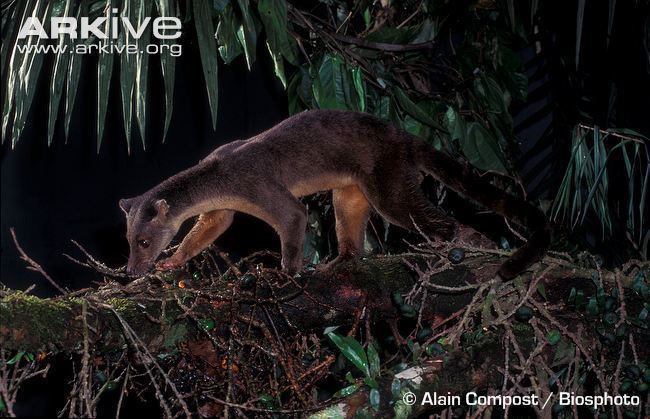 Sulawesi palm civet cdn2arkiveorgmediaFCFC1EA9552C8C4FD99E5F1