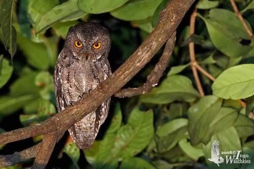 Sulawesi scops owl Sulawesi Scopsowl
