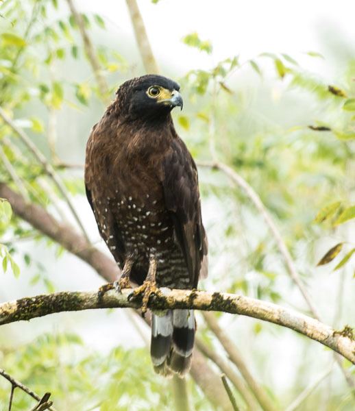 Sulawesi serpent eagle - Alchetron, The Free Social Encyclopedia