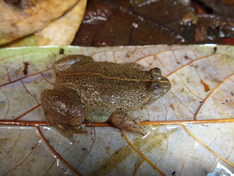 Sulawesian puddle frog httpsuploadwikimediaorgwikipediacommonsdd