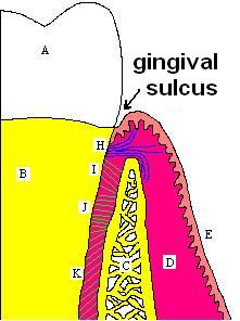 Sulcus (morphology)