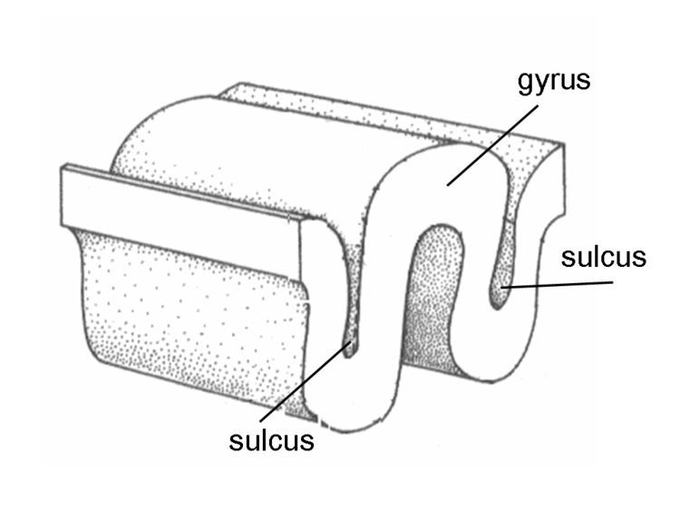 Sulcus (neuroanatomy)