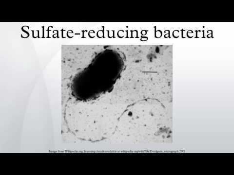 Sulfate-reducing bacteria Sulfatereducing bacteria YouTube