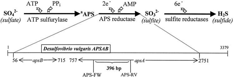 Sulfate-reducing bacteria Molecular Ecological Analysis of the Succession and Diversity of