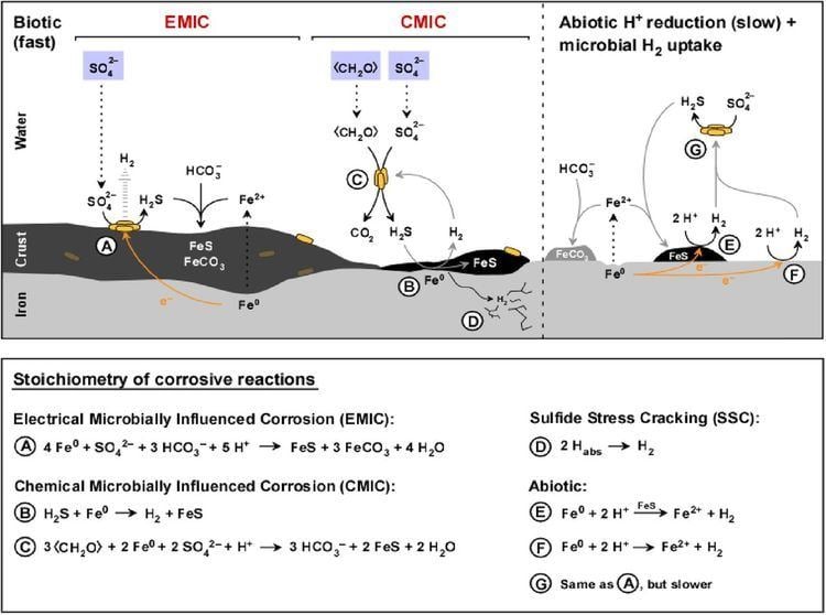 Sulfate-reducing bacteria Corrosion of Iron by SulfateReducing Bacteria New Views of an Old