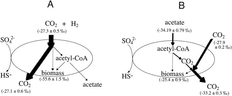 Sulfate-reducing bacteria Stable Carbon Isotope Fractionation by SulfateReducing Bacteria