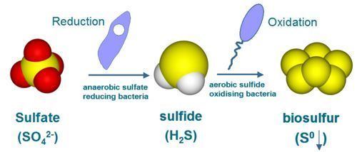 Sulfate-reducing bacteria Sulfatereducing bacteria BioMineWiki