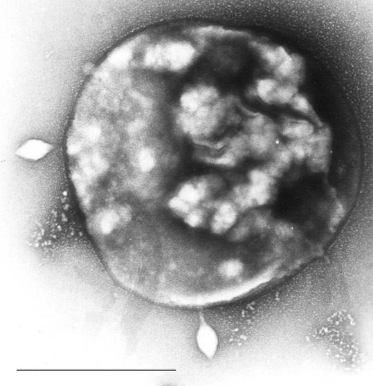 Sulfolobus tengchongensis spindle-shaped virus