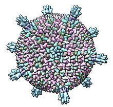 Sulfolobus turreted icosahedral virus 1 httpsuploadwikimediaorgwikipediacommonsthu