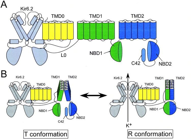 Sulfonylurea receptor Mutation in NucleotideBinding Domains of Sulfonylurea Receptor 2