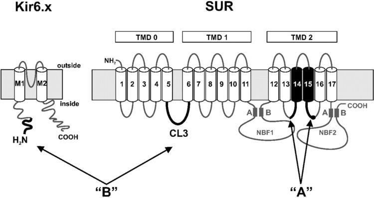Sulfonylurea receptor Testing the Bipartite Model of the Sulfonylurea Receptor Binding