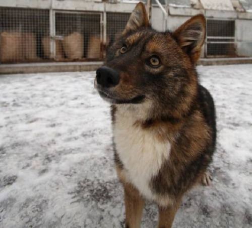 Sulimov dog Sulimov Dogs TOPICS ON EXOTIC DOMESTIC FARM AND REPTILE ANIMALS