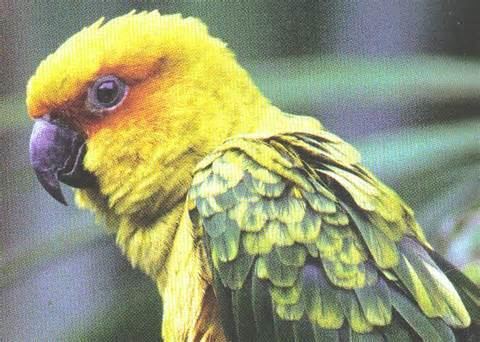 Sulphur-breasted parakeet More on Aratinga pintoi Sulphurbreasted Parakeet